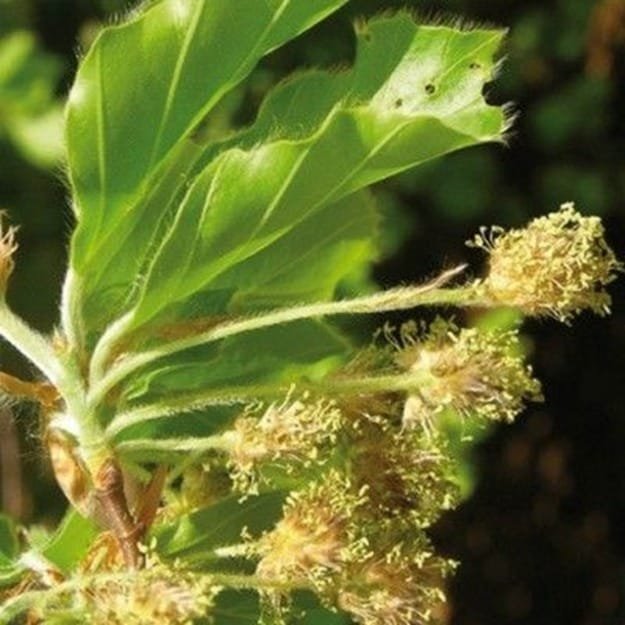 Beech