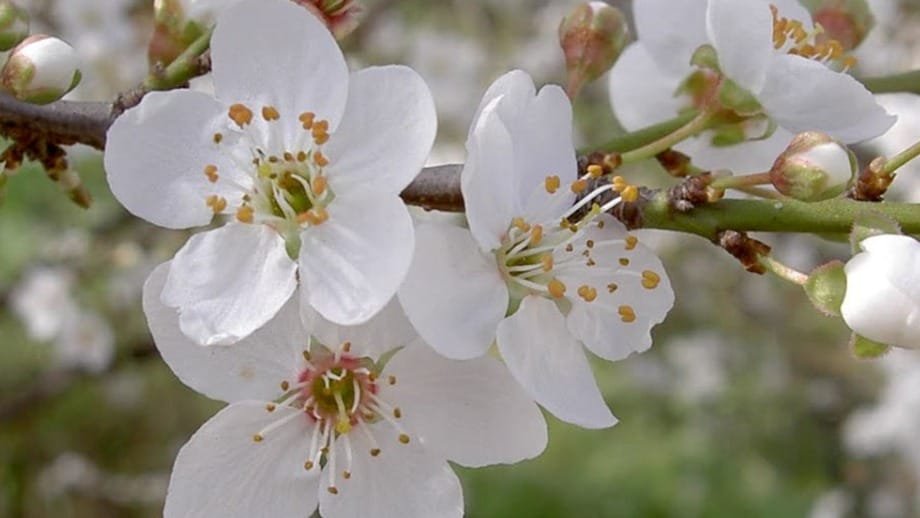 Cherry Plum