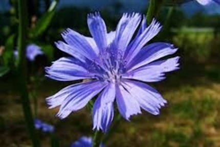 Chicory