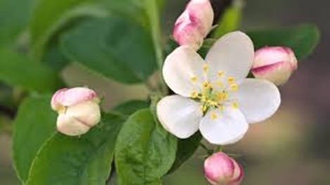 Crab Apple