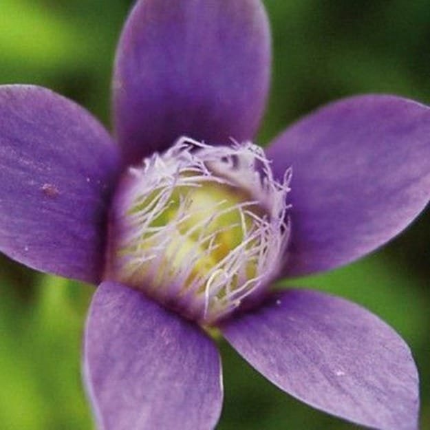 Gentian
