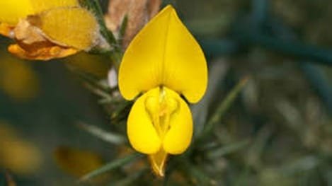 Gorse