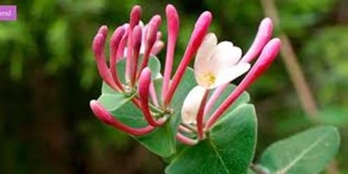 Honeysuckle