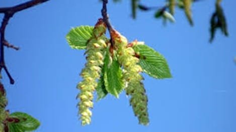 Hornbeam