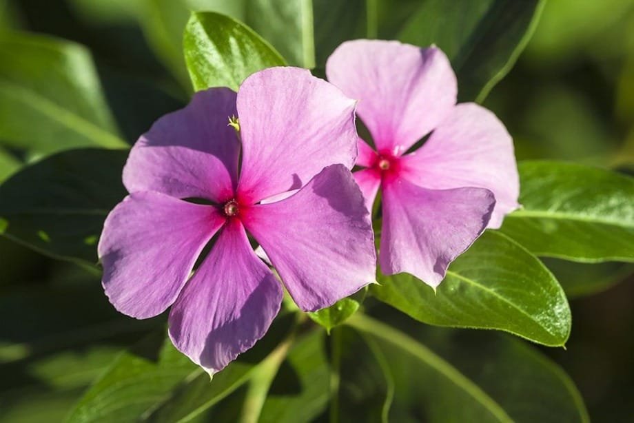 Impatiens