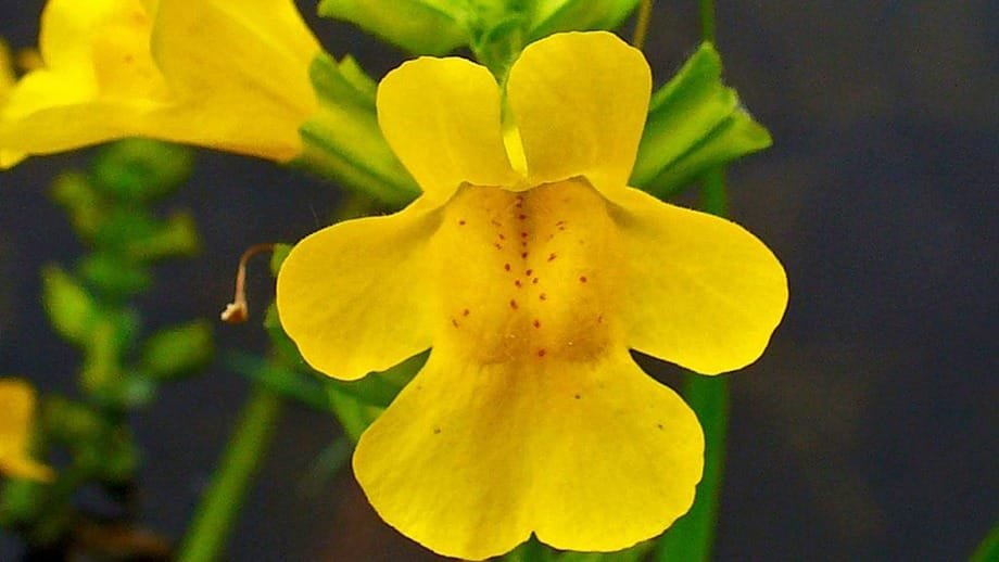 Mimulus