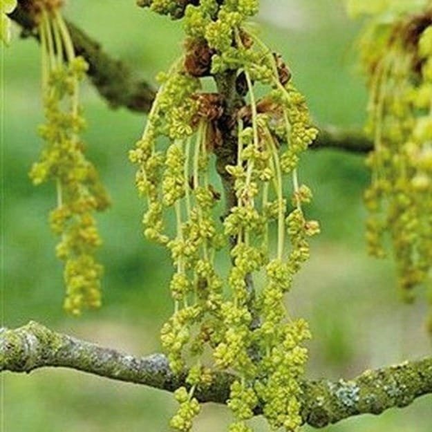 Oak