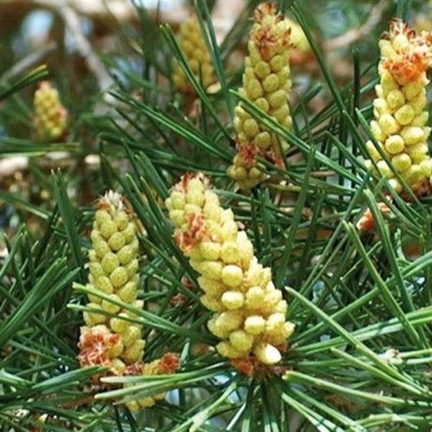 Pine