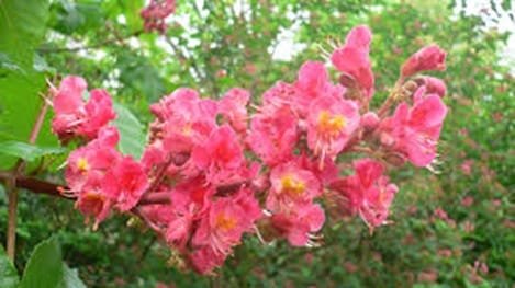 Red Chestnut