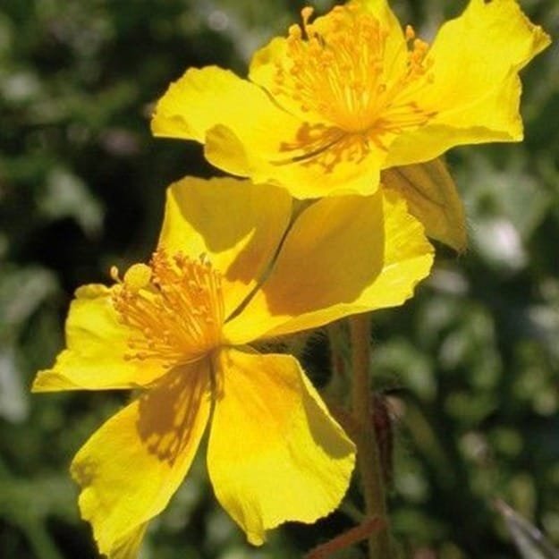Rock Rose