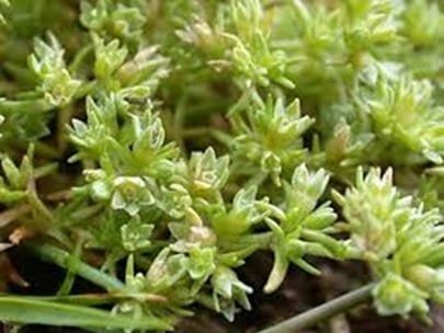 Scleranthus
