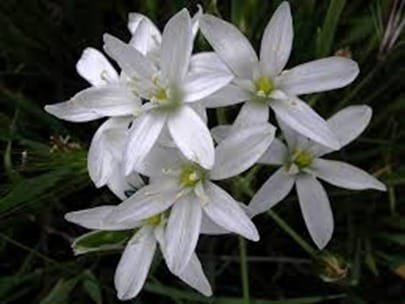 Star of Bethlehem
