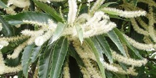 Sweet Chestnut