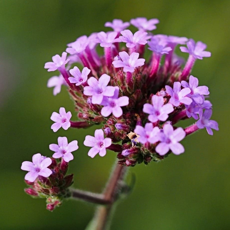 Vervain