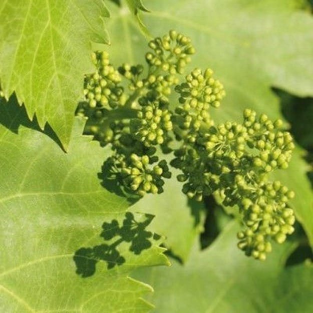Vine