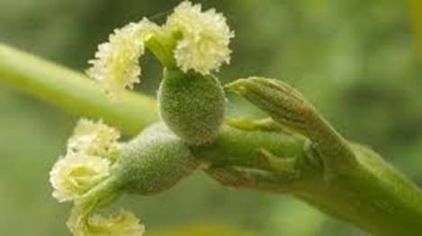 Walnut
