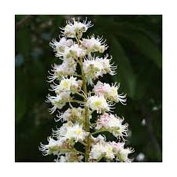 White Chestnut