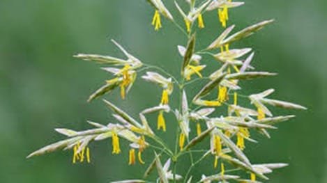 Wild Oat
