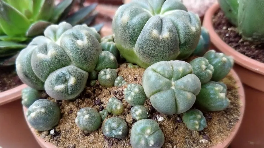 HÍKURI (PEYOTE): EL CACTUS DE LA SABIDURÍA